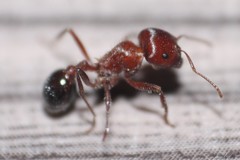 Pogonomyrmex bicolor