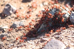 Pogonomyrmex bicolor