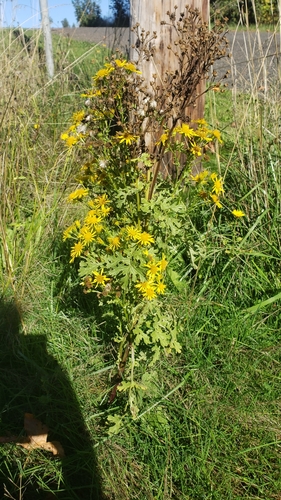 Senecio jacobaea iNat (3)