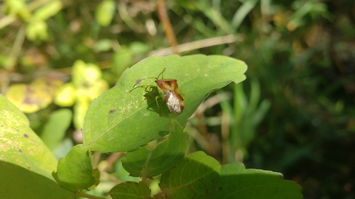 Red-cross Shield Bug photo 5
