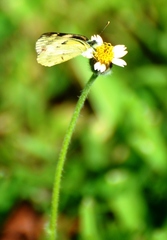 Colotis calais calais