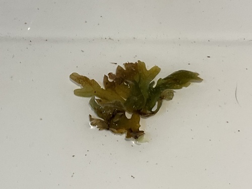 Dictyopteris muelleri observed 2023-10-17