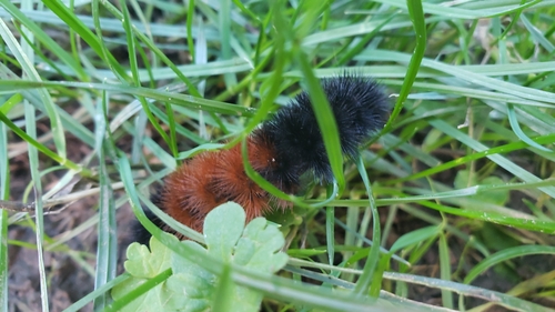 Isabella tiger moth