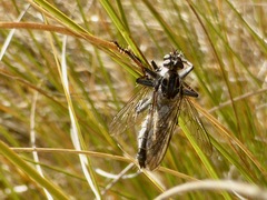 Neoitamus melanopogon