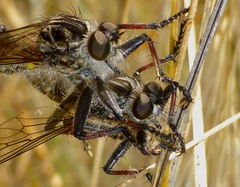 Neoitamus melanopogon