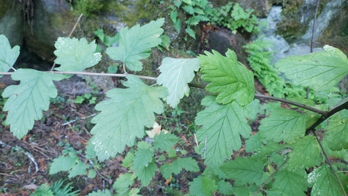 rockspirea (Holodiscus dumosus)