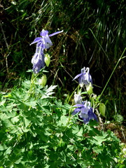Aquilegia alpina