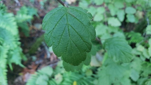 Holodiscus discolor