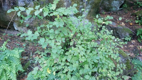 Holodiscus discolor