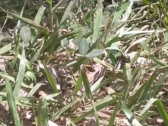 Taractrocera ceramas