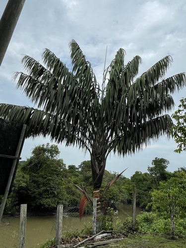 Foto de Bacaba-de-leque