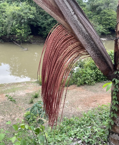 Foto de Bacaba-de-leque
