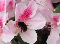 Bombus eximius