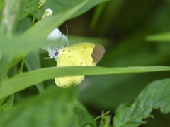 Eurema sari