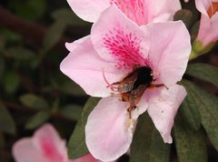 Bombus eximius