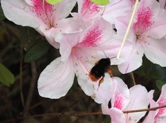 Bombus eximius