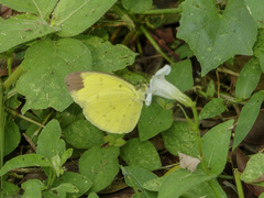 Eurema sari