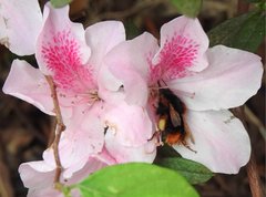 Bombus eximius