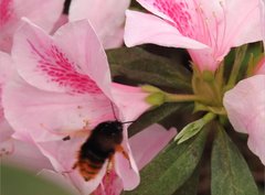 Bombus eximius