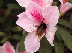 Bombus eximius