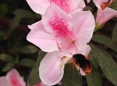 Bombus eximius