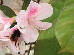 Bombus eximius