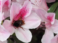 Bombus eximius