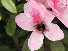 Bombus eximius