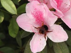 Bombus eximius