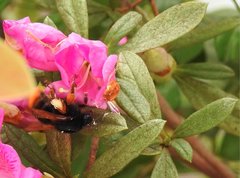 Bombus eximius