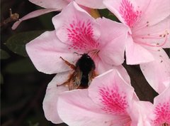 Bombus eximius