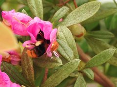 Bombus eximius