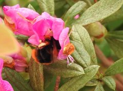 Bombus eximius