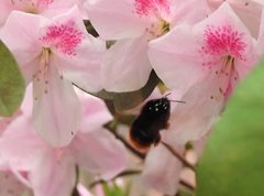 Bombus eximius
