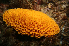 Holopsamma laminaefavosa