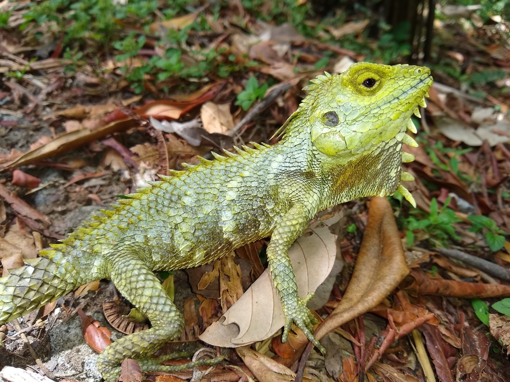 Kinabalu Crested Agama