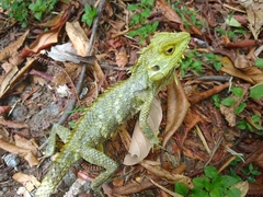 Hypsicalotes kinabaluensis