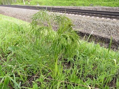 Peucedanum morisonii