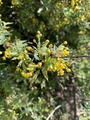 Berberis nevinii