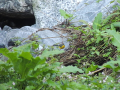 Myioborus brunniceps