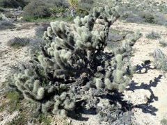 Cylindropuntia wolfii