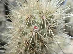 Cylindropuntia wolfii