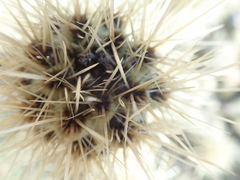 Cylindropuntia wolfii