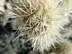 Cylindropuntia wolfii
