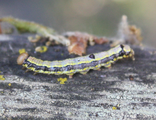 Phryganidia californica