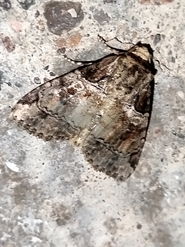 Stibaera dentilineata