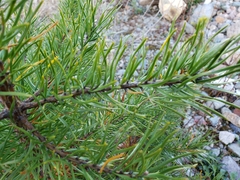 Pinus banksiana image