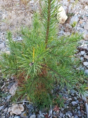 Pinus banksiana image