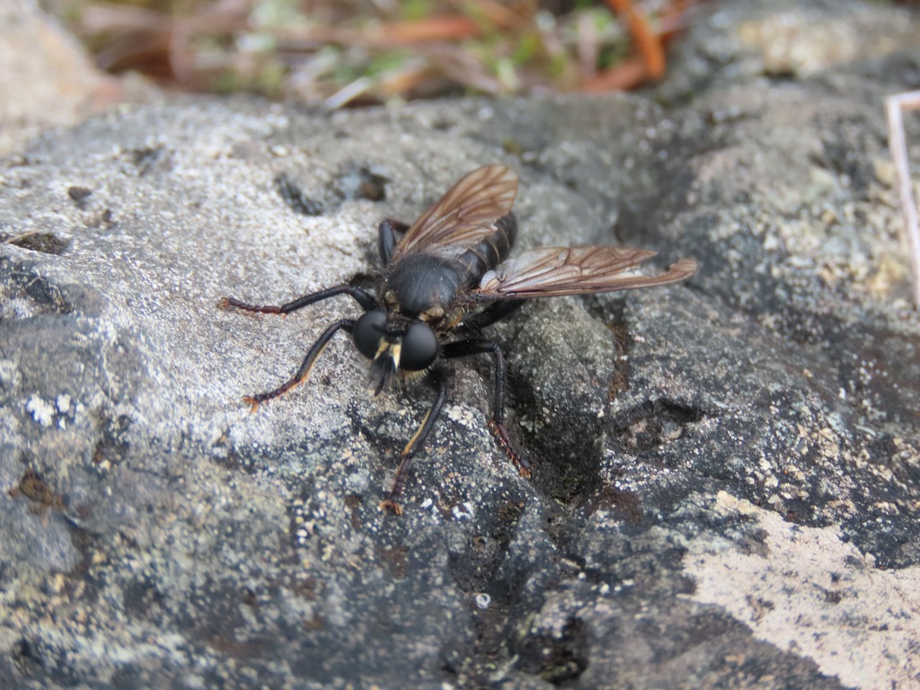 Laphria ferox
