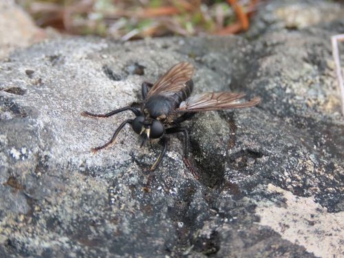 Laphria ferox